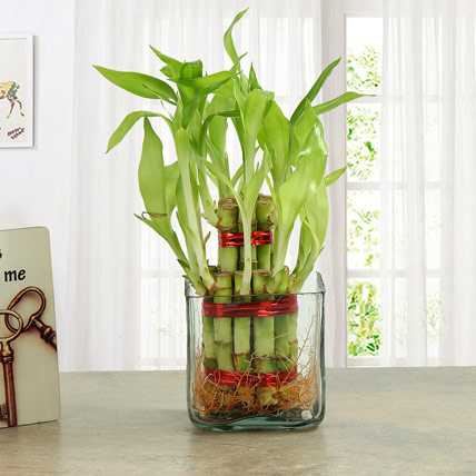 3 Lucky Bamboo Stalks in Square Glass Vase (A Symbol of Happiness) - Gift  Plant | Wild Roots